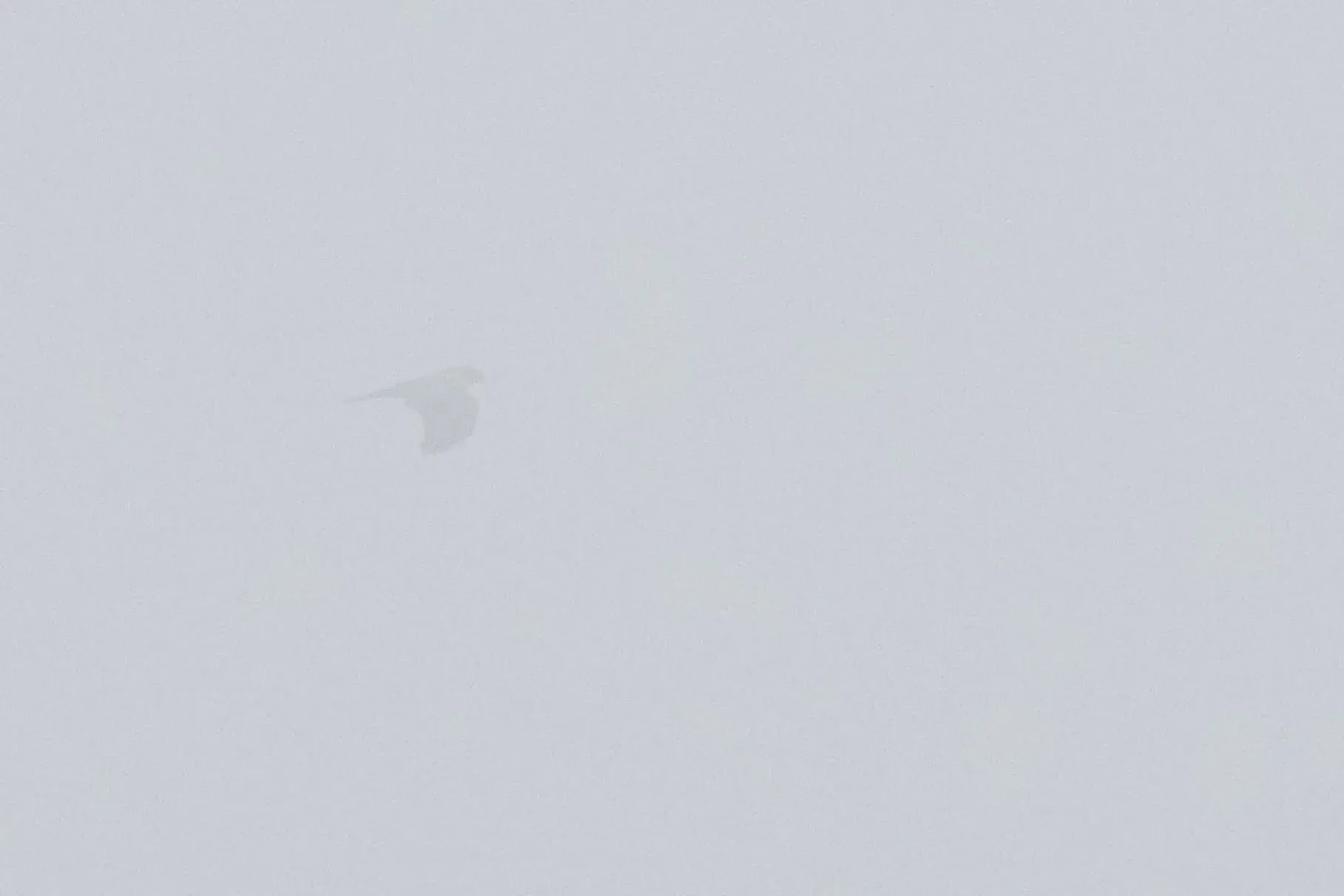 A very ‘gloupsy’ record-breaking Black Kite