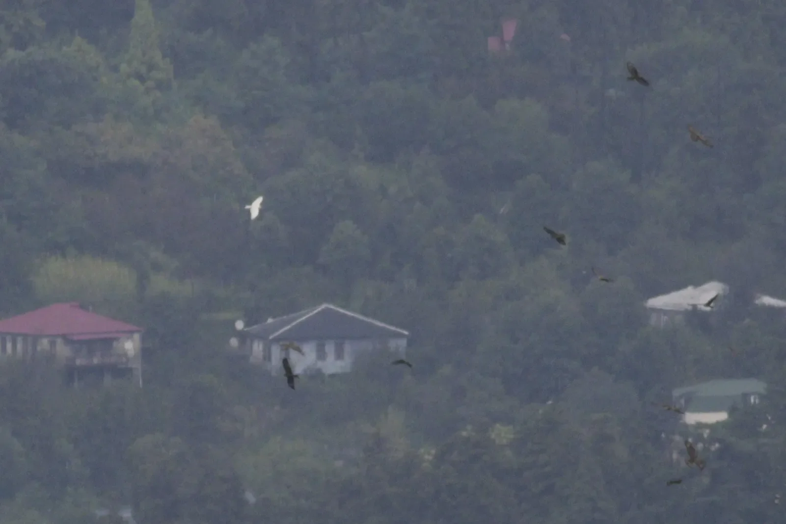 A leucistic white Black Kite flying among a kettle of Black Kites