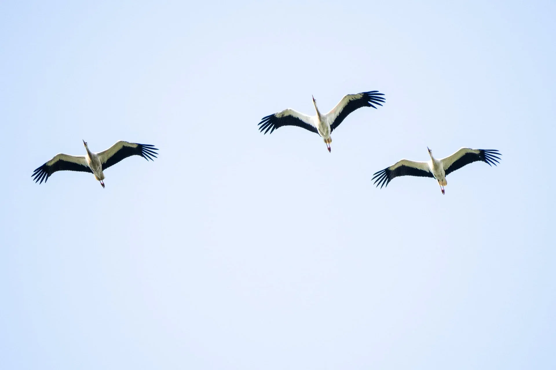 White Storks