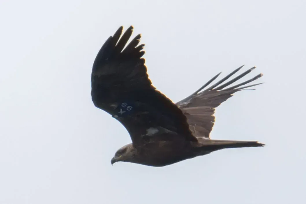 Black Kites in flight
