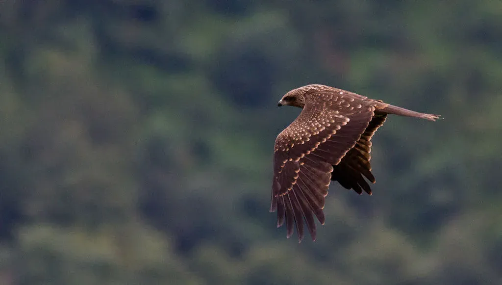 A Black Kite gliding over the migration bottleneck