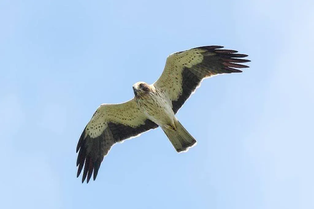 A Booted Eagle in flight