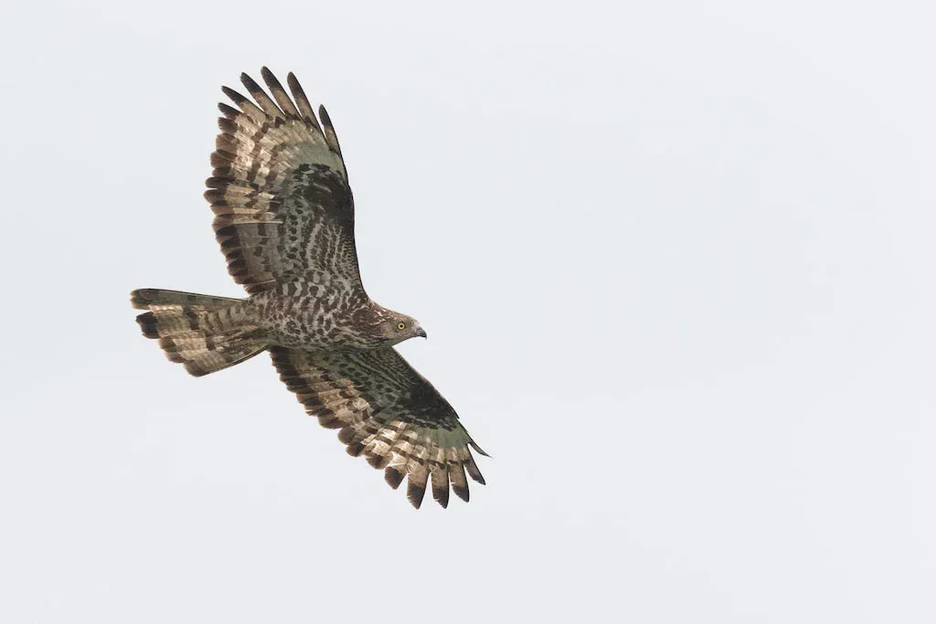 A European Honey Buzzard in flight over the Batumi bottleneck