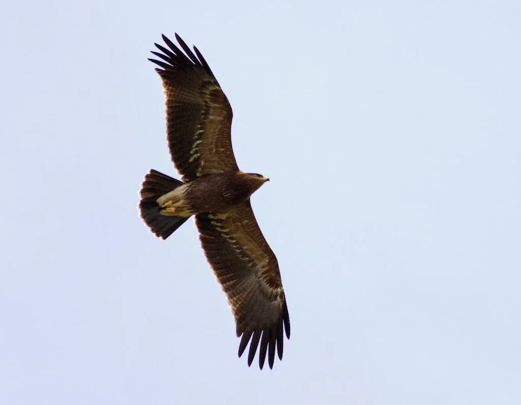A Lesser Spotted Eagle soaring on a thermal