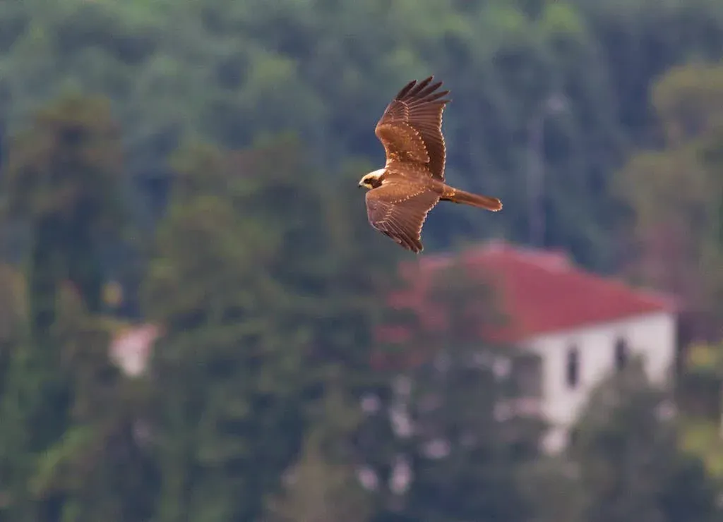 A Western Marsh Harrier quartering low over the fields