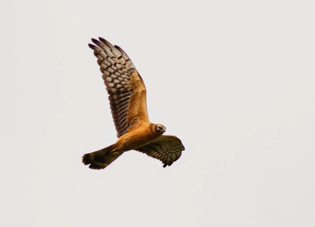 A Montagu's Harrier in flight