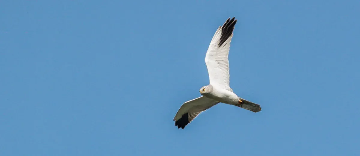 A Pallid Harrier hunting over open ground