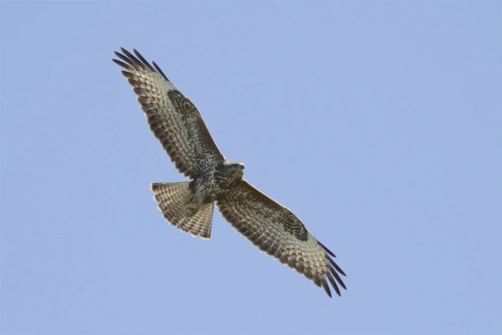 A Steppe Buzzard soaring above the count station