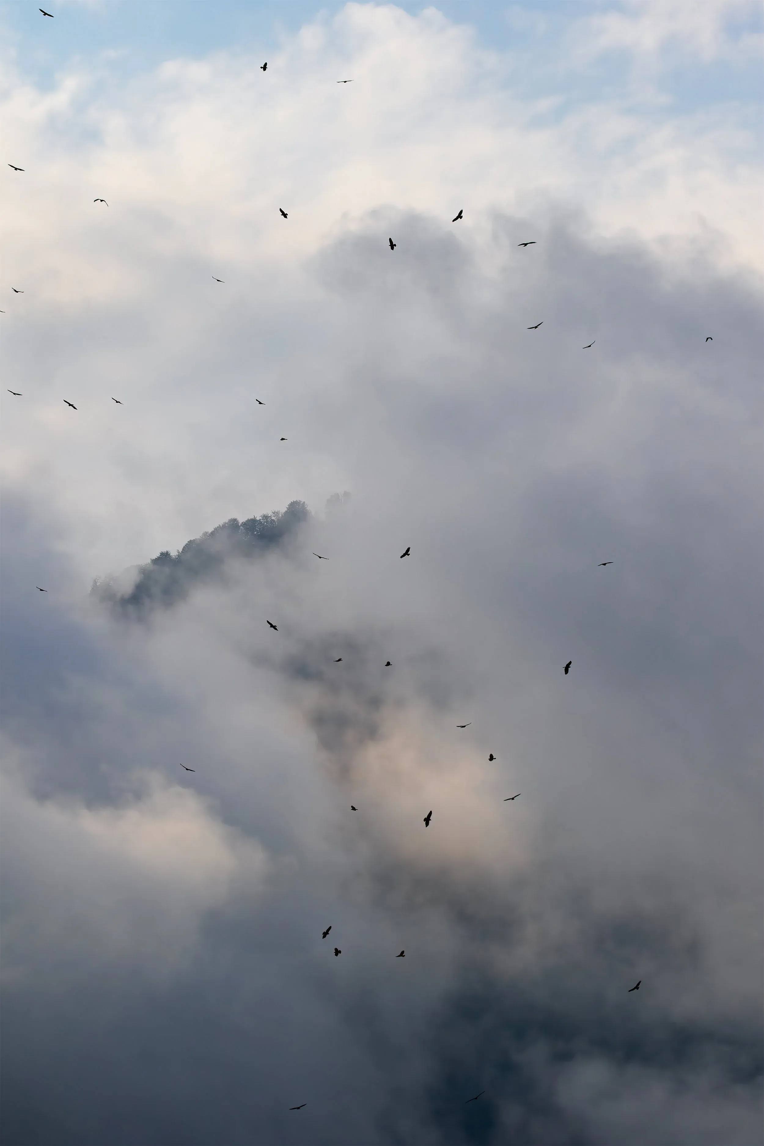 A swirling kettle of migrating Steppe Buzzards over the Batumi bottleneck