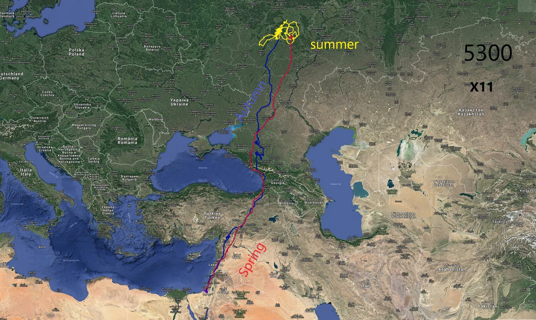 GPS track map showing a tagged Black Kite moving between the Negev desert and the Batumi bottleneck