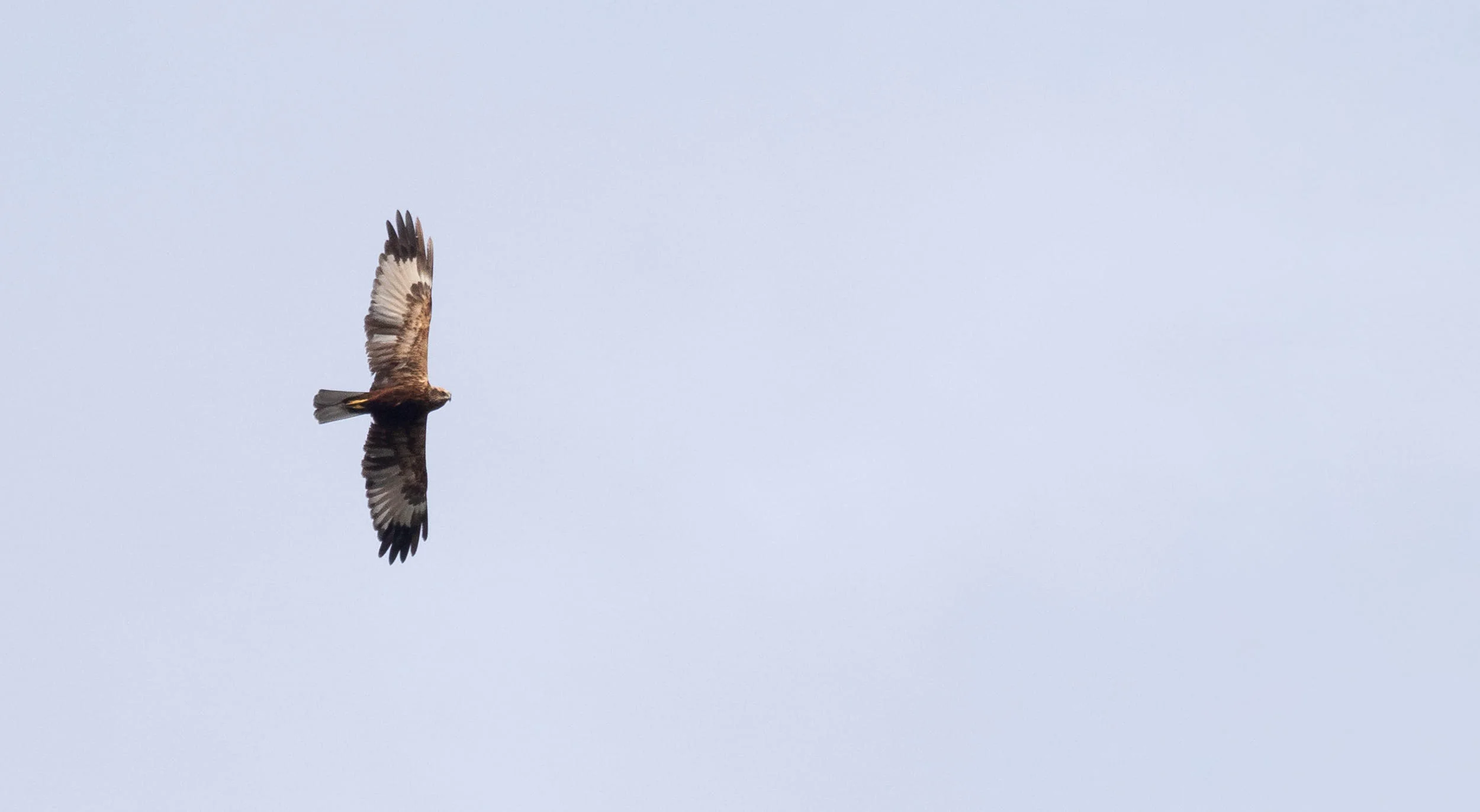 A Marsh Harrier gliding low with wings raised in a shallow V