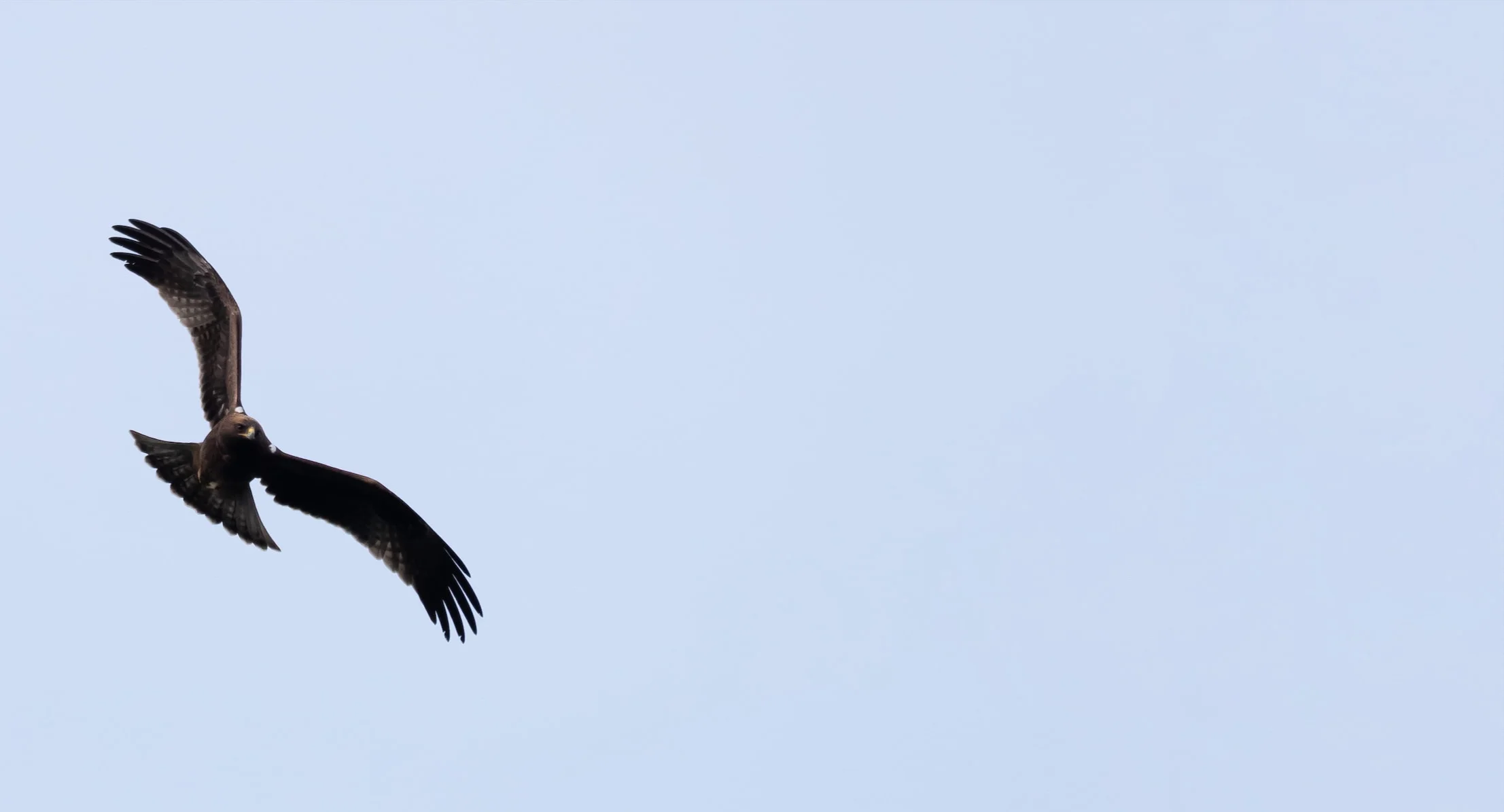 A Booted Eagle in pale morph plumage soaring overhead