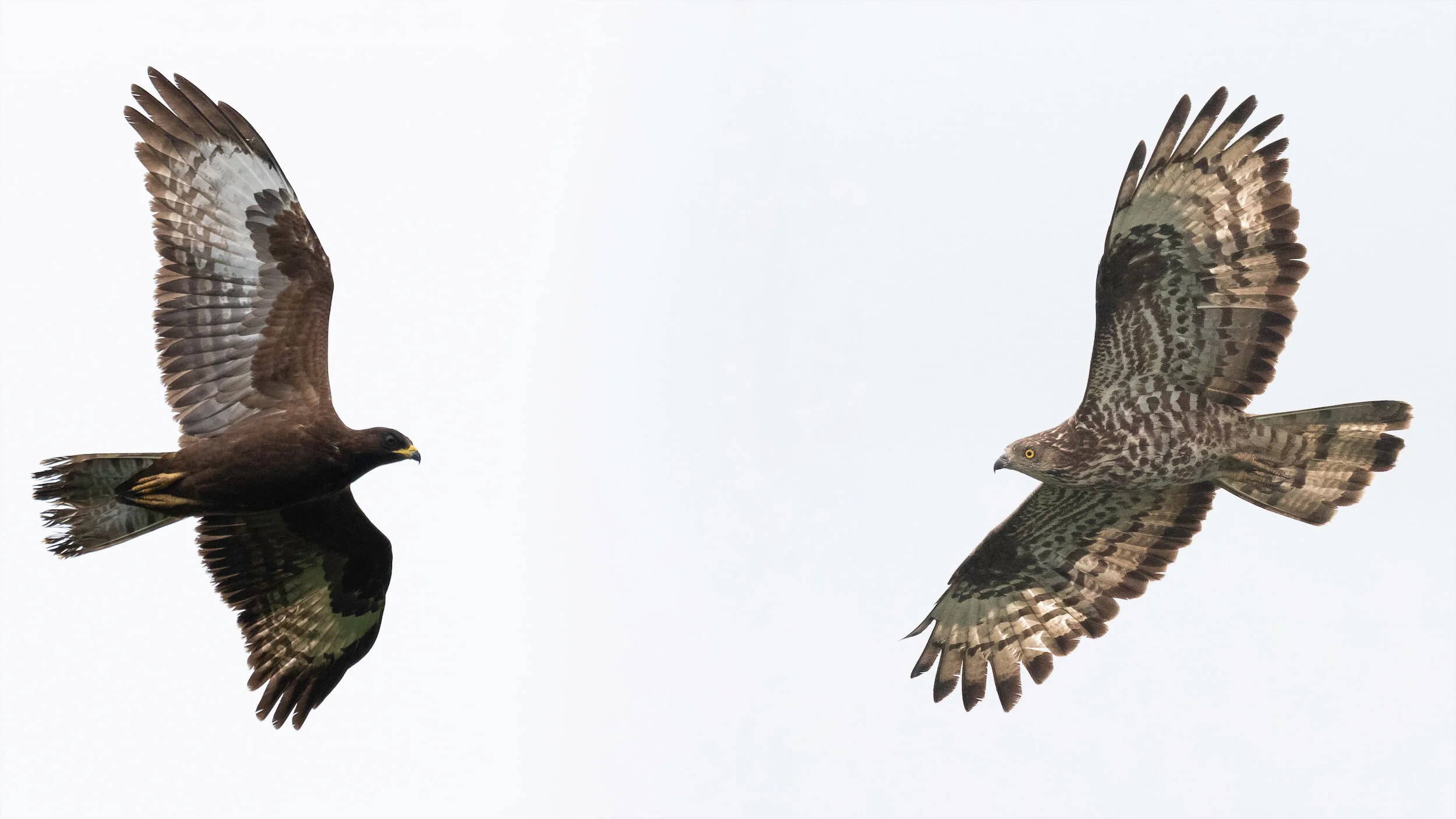 A kettle of Honey Buzzards migrating over the Batumi bottleneck