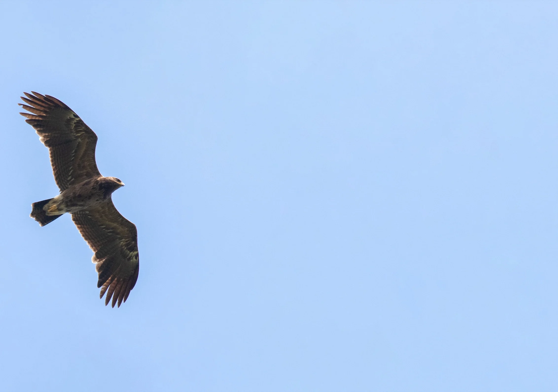 A Lesser Spotted Eagle circling on a thermal