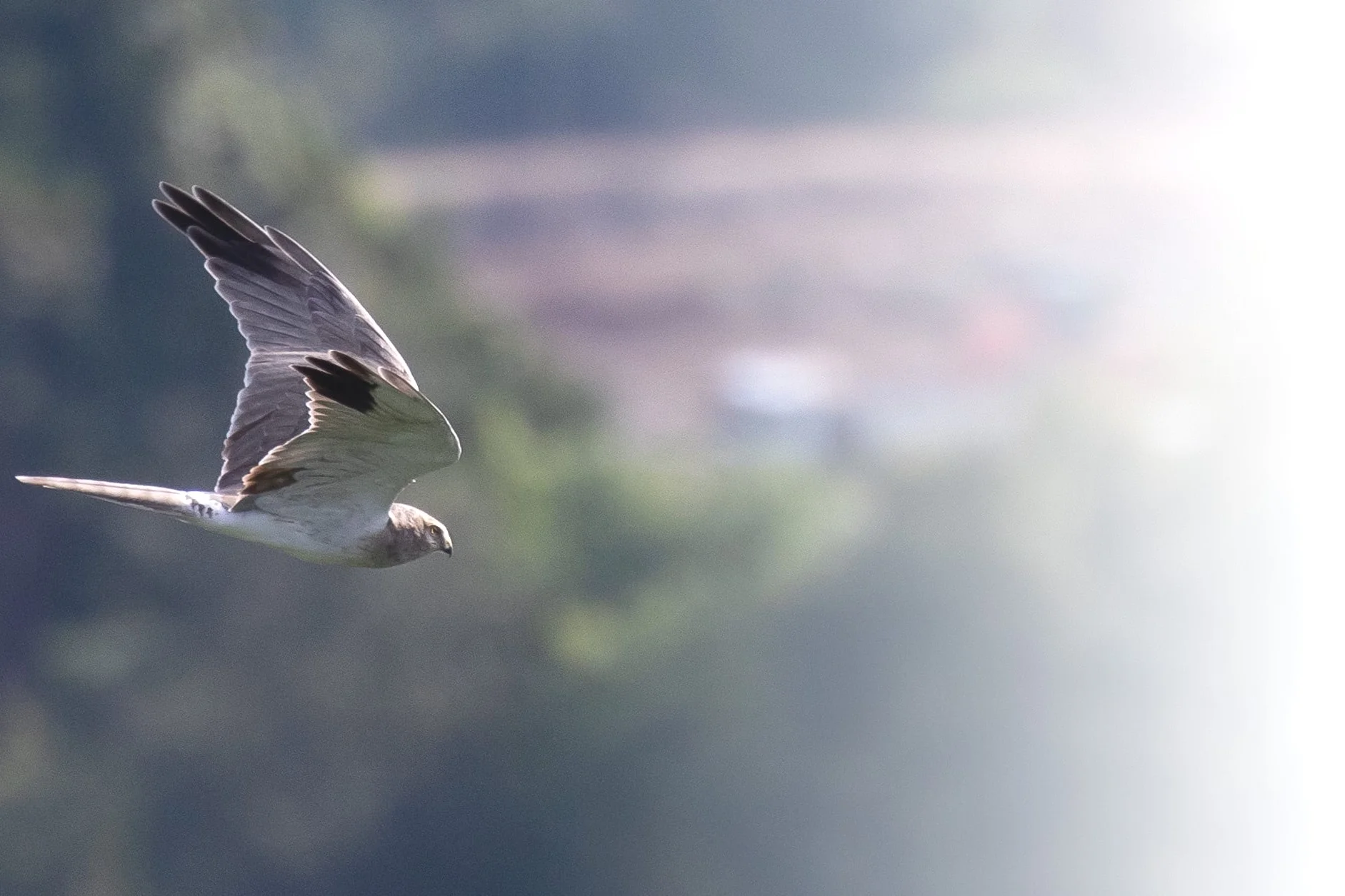 A pale male Pallid Harrier in flight over the bottleneck