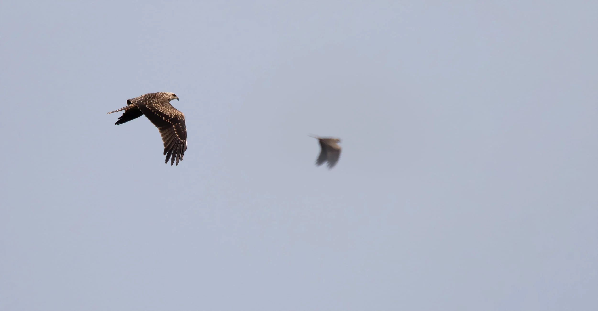 A Black Kite banking against a grey sky