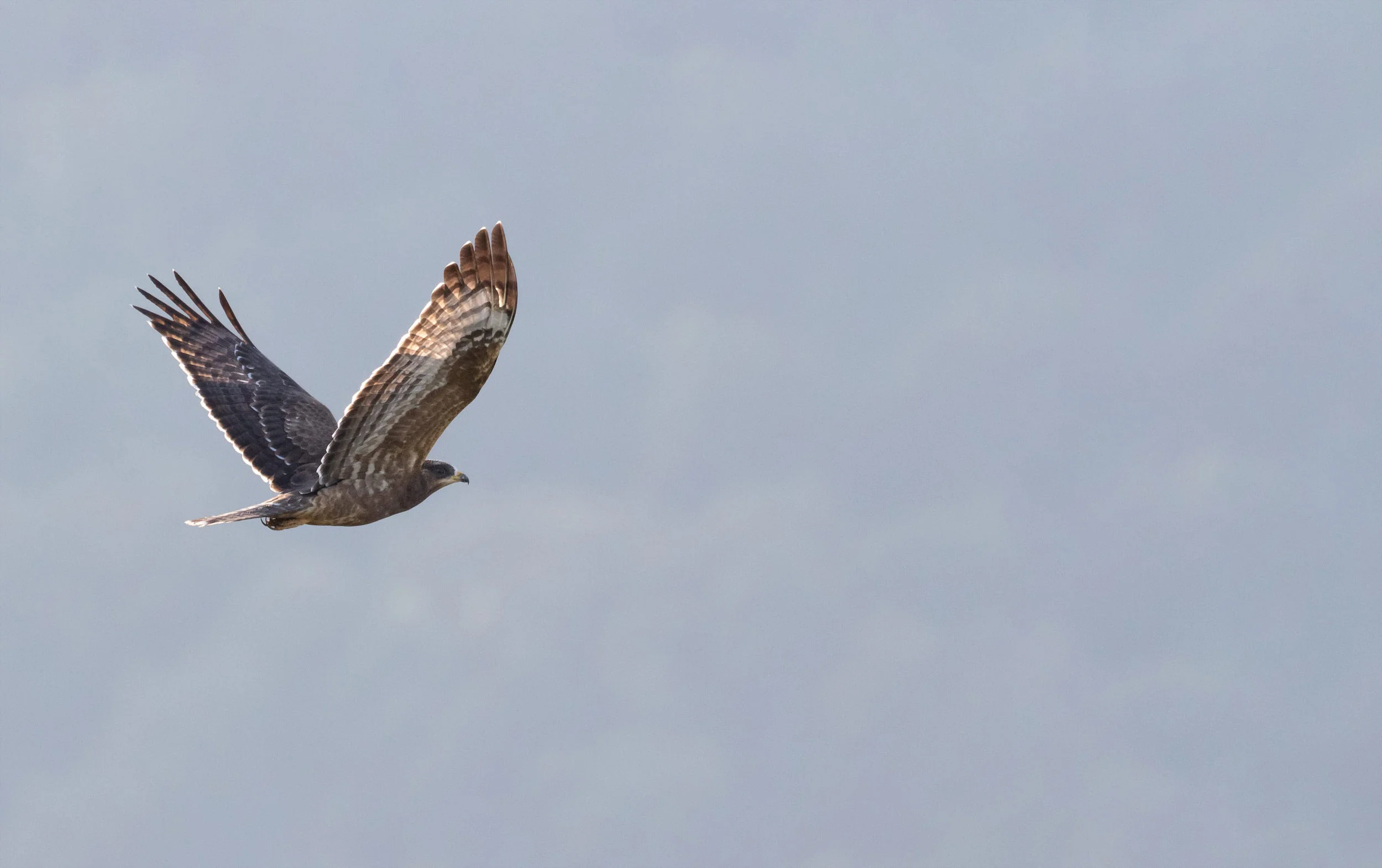 A European Honey Buzzard soaring over the count station