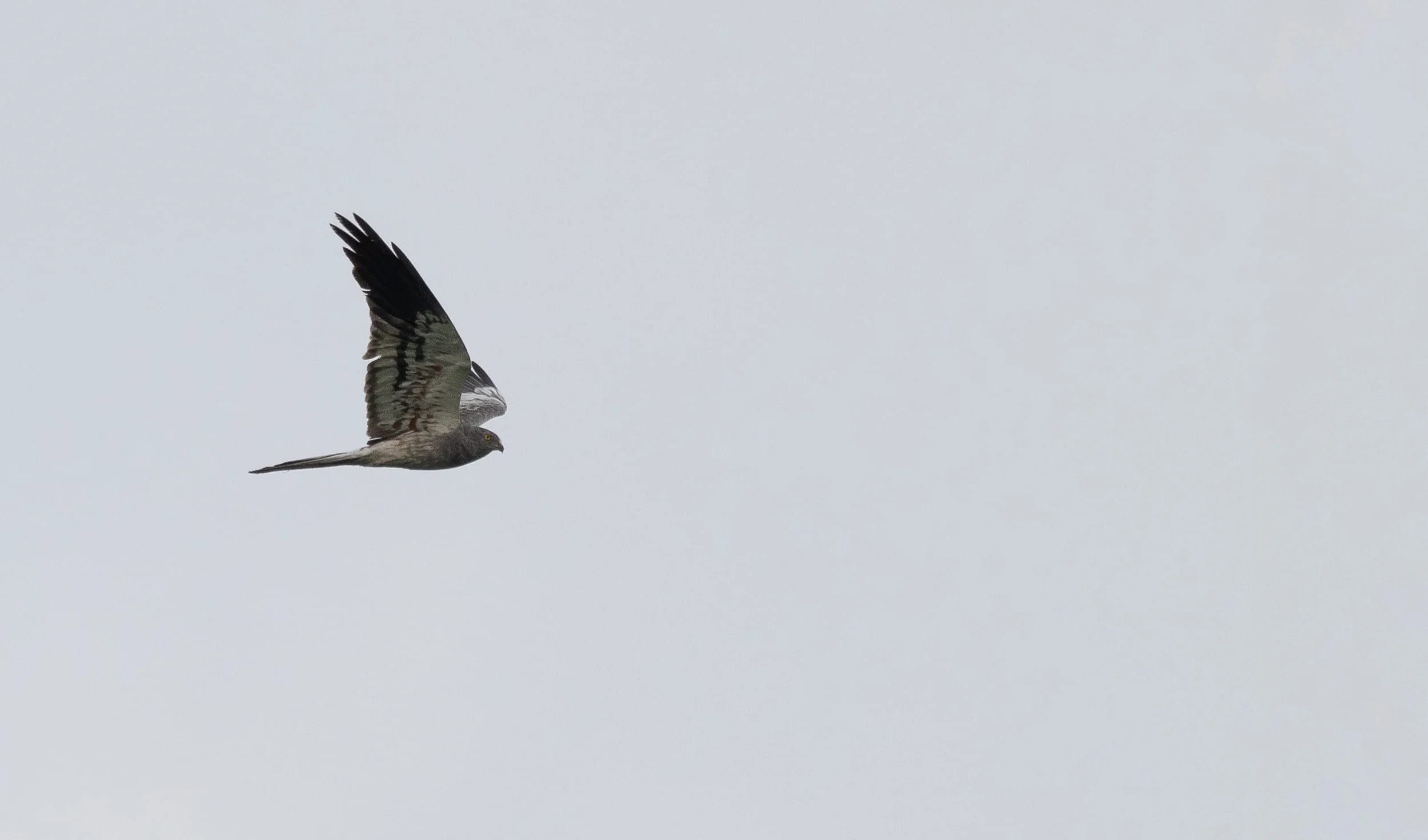 A Montagu's Harrier quartering low over the Batumi bottleneck
