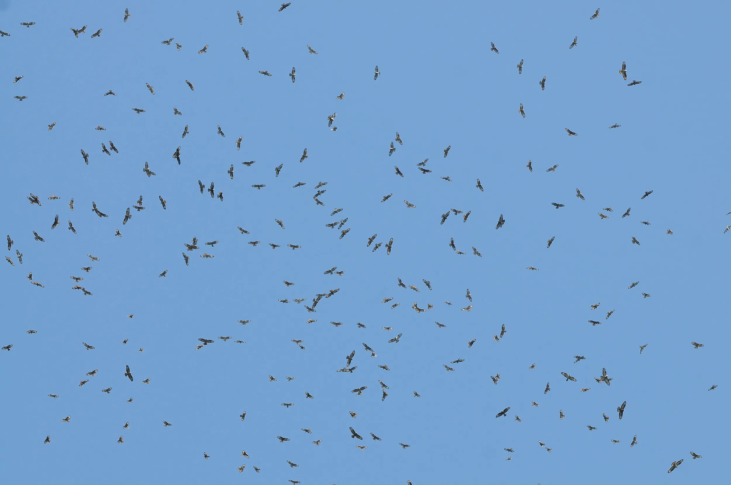 A flock of Honey Buzzards, some of the half a million 'Honeys' passing the bottleneck in autumn