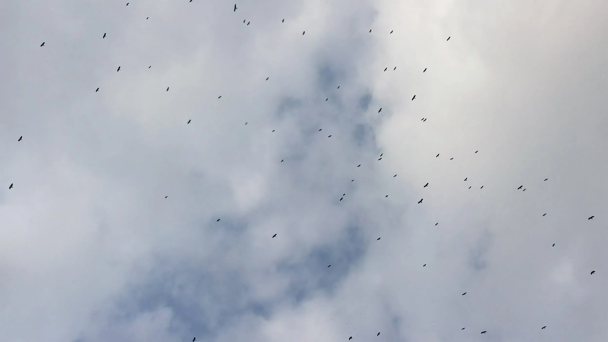 A volunteer scans the skies for migrating raptors from a Batumi Raptor Count watch station